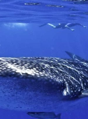 whale sharks from Akumal Bay resort