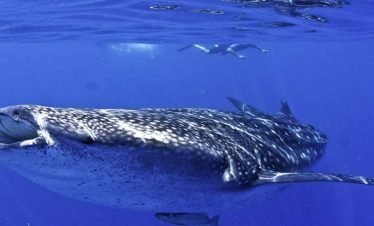 whale sharks from Akumal Bay resort