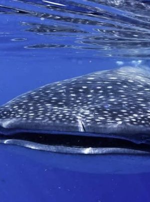 Akumal Bay Beach & Wellness Resort tours