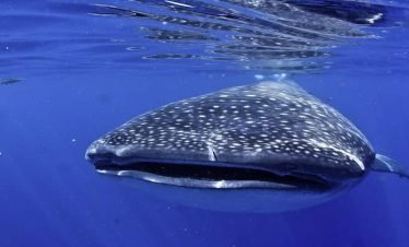 Akumal Bay Beach & Wellness Resort tours