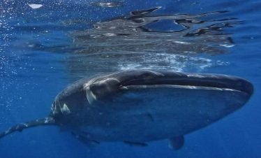 swimming with whale sharks