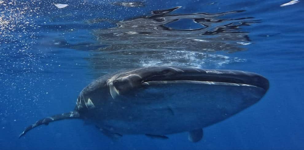 swimming with whale sharks