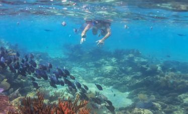 Snorkeling at coral reef on catamaran tour