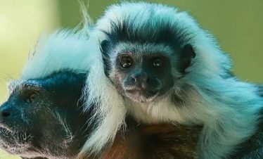 Akumal rescued animal sanctuary