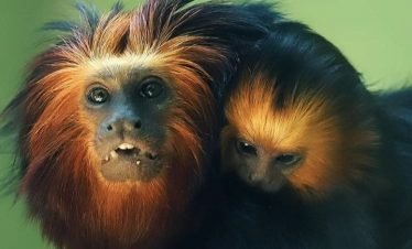 monkey sanctuary Akumal
