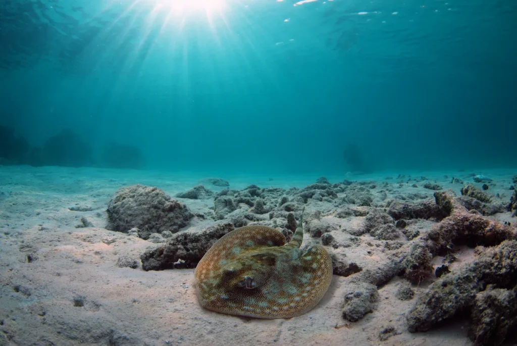 Lagoon and cenote snorkeling experience