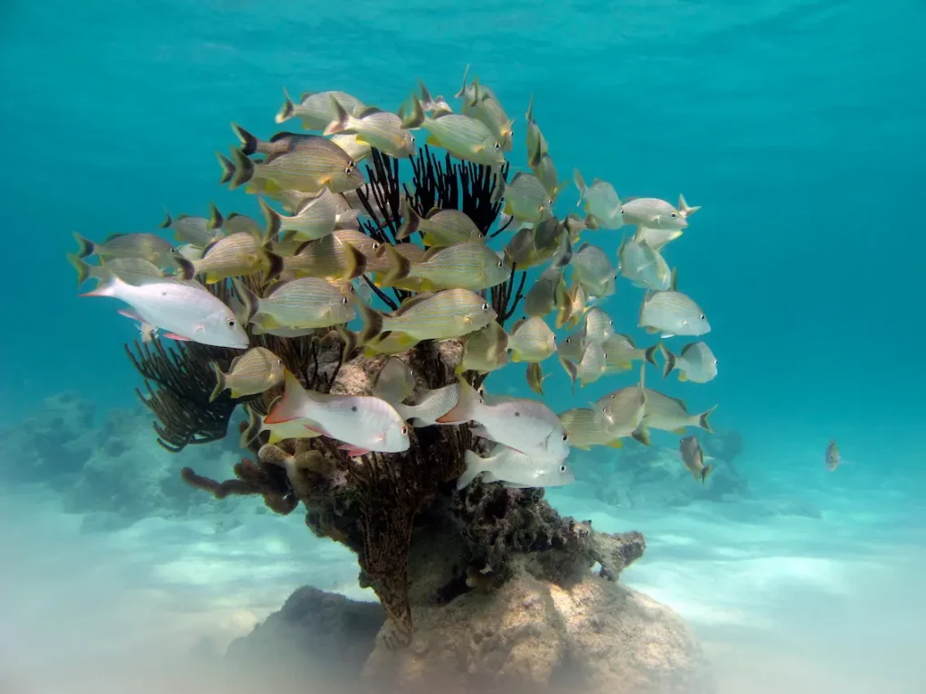 Akumal snorkeling tour