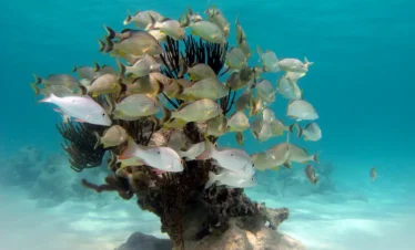 Akumal snorkeling tour
